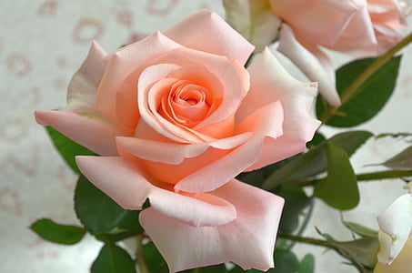 pink rose thumbnail