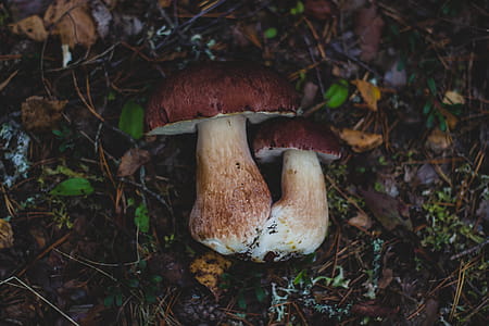 2 Mushroom on Land thumbnail