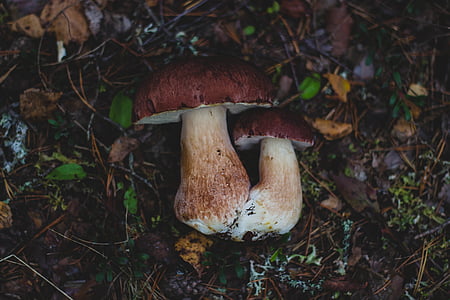two brown-and-white mushrooms on ground thumbnail