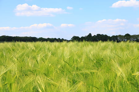landscape, nature, sky, field thumbnail
