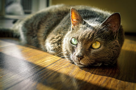 silver tabby cat lying on wooden floor thumbnail