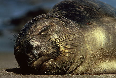 animal lying on sand thumbnail