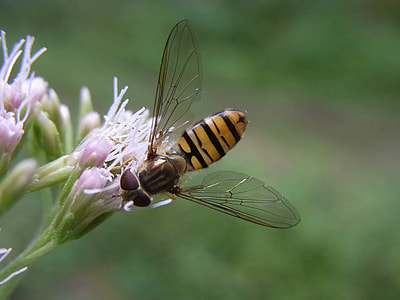 Common Winterschwebfliege thumbnail