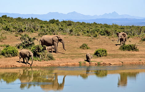 five elephants near body of water thumbnail