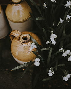brown and white stoneware jar beside white petaled flower thumbnail