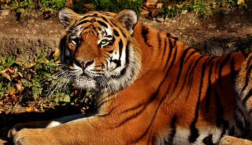 brown and white tiger thumbnail