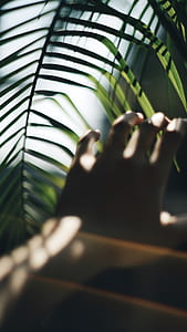 photo person hand beside green leaf thumbnail