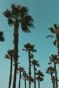 low angle photography of tropical trees thumbnail