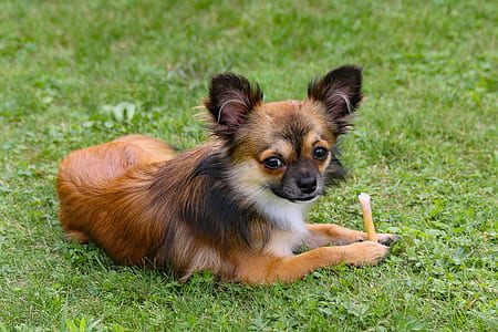 Chihuahua resting on green grass thumbnail