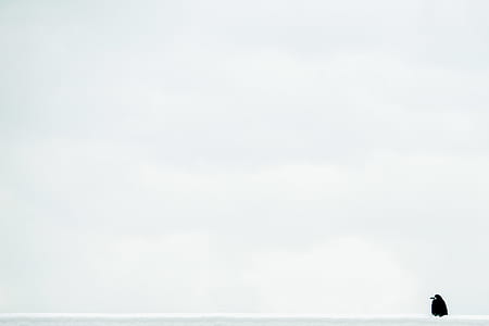 white, cloud, sky, bird thumbnail