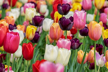 assorted-color tulips thumbnail