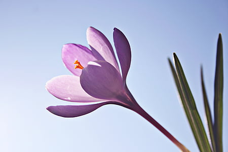 closeup photo of purple petaled flowers thumbnail