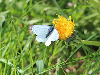 Small Cabbage White Butterfly thumbnail