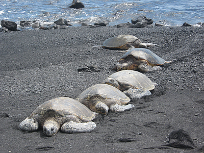 brown turtles thumbnail