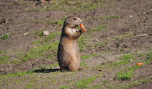 eating brown rodent on open field during daytime thumbnail