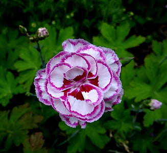 white and purple flower thumbnail
