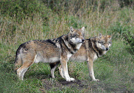 two brown wolves standing on green grass outdoors thumbnail
