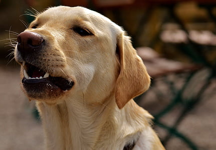 adult yellow Labrador retriever thumbnail