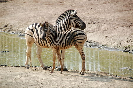 two zebras standing near body of water at daytime thumbnail