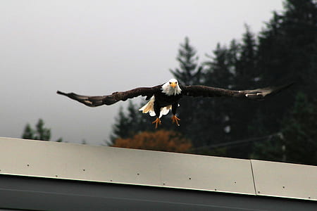 brown and white bald eagle flying under cloudy sky at daytime thumbnail