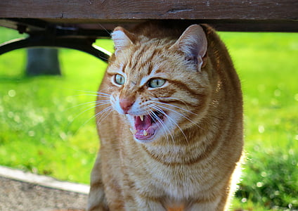 macro photography of orange cat thumbnail
