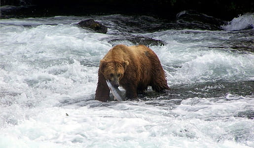 brown bear biting fish on body of water thumbnail