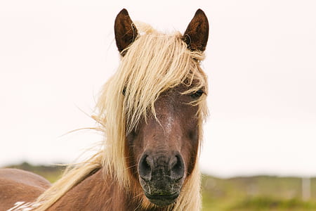 photo of brown horse thumbnail