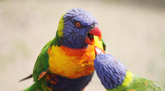 green and yellow short-beak bird thumbnail