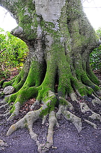 mossy tree trunk thumbnail