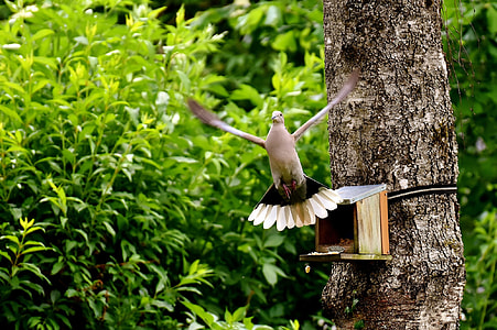 gray bird near brown bird house on brown trees thumbnail