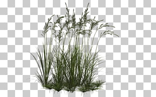 Computer Icons Ornamental grass , Collection Grass, green grass PNG clipart