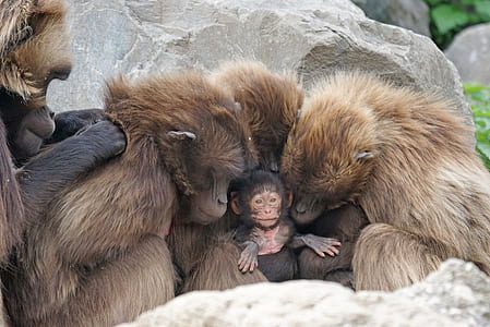 family monkey photography thumbnail