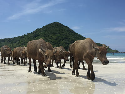 group of brown water buffalo walking near body of water thumbnail