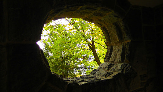 green leaf tree outside cave thumbnail