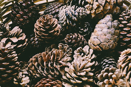 lot of brown pinecone thumbnail