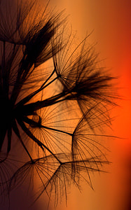 silhouette of dandelion flower thumbnail