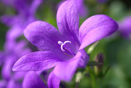 selective focus photo of purple balloon flower thumbnail