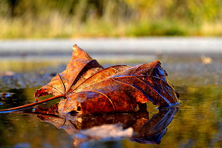 shallow focus photography of brown leaf thumbnail