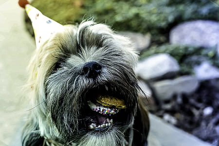 adult shih tzu eating macaroons thumbnail