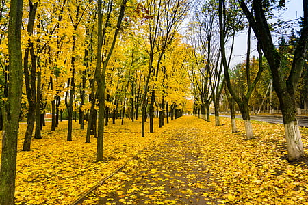 yellow trees with leaves on ground at daytime thumbnail