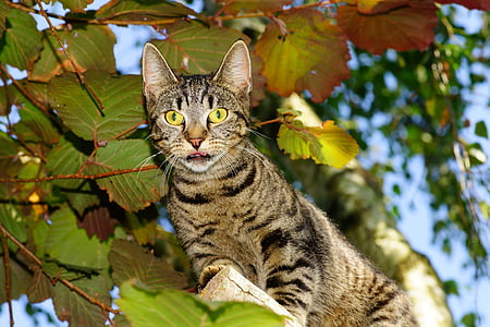 close-up photography of brown tabby cat thumbnail