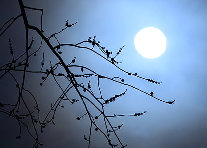 leafless tree thumbnail