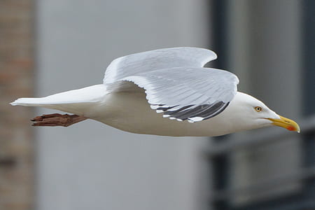 macro shot photography of white seagull thumbnail