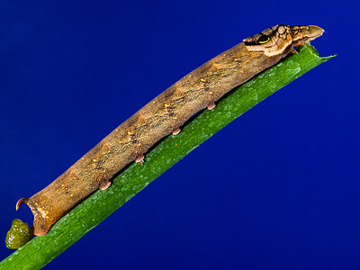 brown caterpillar on green branch thumbnail