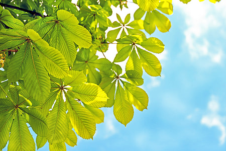 green leaf tree under white clouds during daytime thumbnail