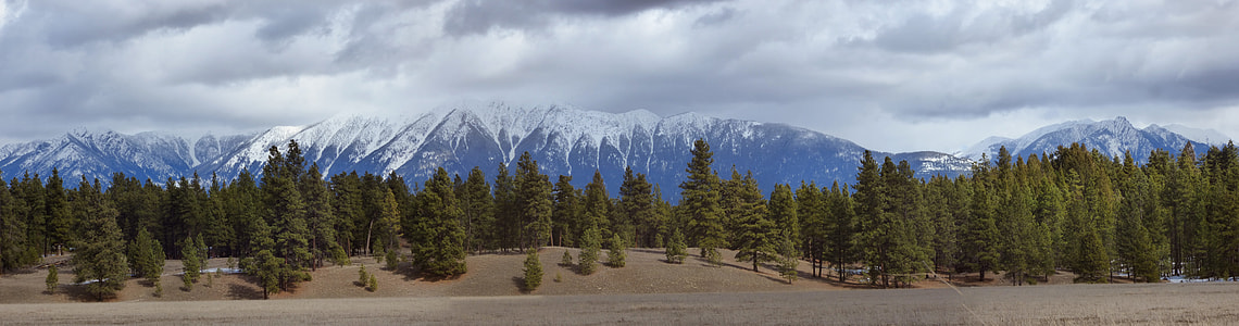 Rocky Mountain Trench, Ponderosa Pine thumbnail