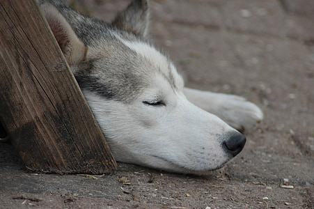 sleeping Siberian Husky thumbnail