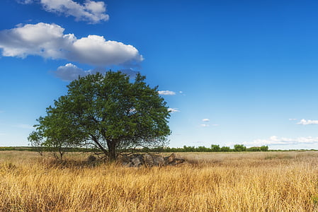 green tree under blue sky and white clouds thumbnail