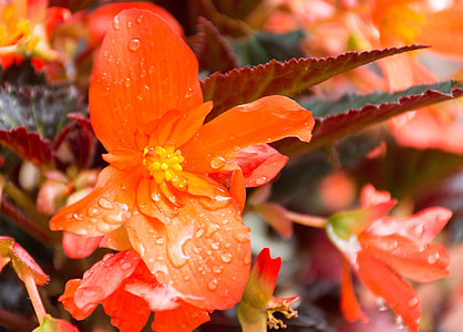 Unstoppable Upright Fire, Begonia thumbnail