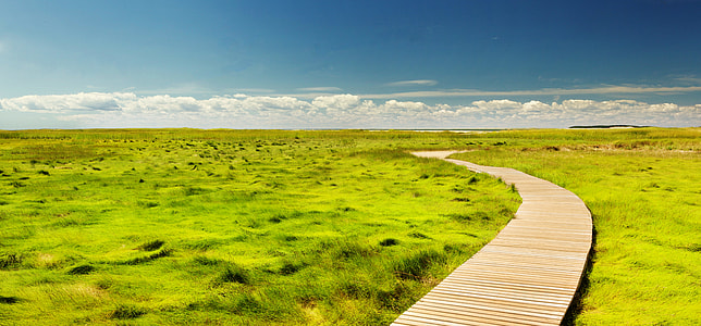 brown wooden dock surrounded of grasses thumbnail